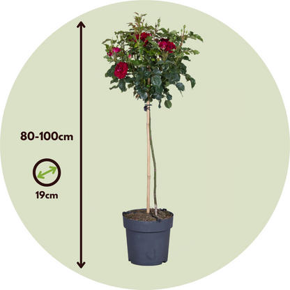 Palace Rose - 2 pcs. - Rosa palace ‘Pride' - Height 80-100cm - ⌀19cm