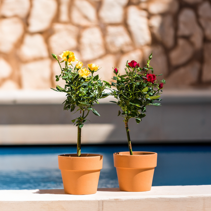 Palace Rose - 2 pcs. - Rosa palace ‘Pride' - Height 80-100cm - ⌀19cm