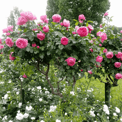 Palace Rose - 2 pcs. - Rosa palace 'Topkapi' - Height 80-100cm - ⌀19cm