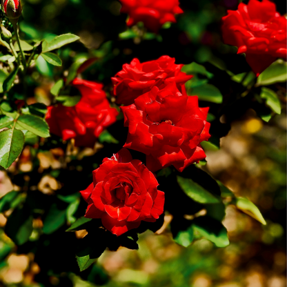 Palace Rose - 2 pcs. - Rosa palace ‘Pride' - Height 80-100cm - ⌀19cm