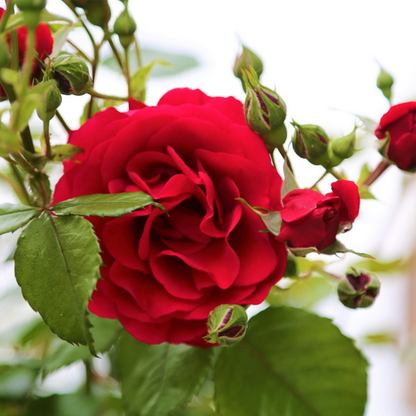 Palace Rose - 2 pcs. - Rosa palace ‘Pride' - Height 80-100cm - ⌀19cm