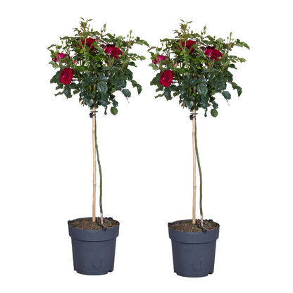 Palace Rose - 2 pcs. - Rosa palace ‘Pride' - Height 80-100cm - ⌀19cm