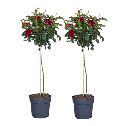 Palace Rose - 2 pcs. - Rosa palace ‘Pride' - Height 80-100cm - ⌀19cm