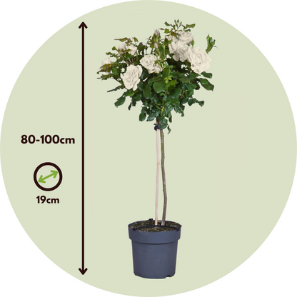 Palace Rose - 2 pcs. - Rosa palace ‘Kailani' - Height 80-100cm - ⌀19cm