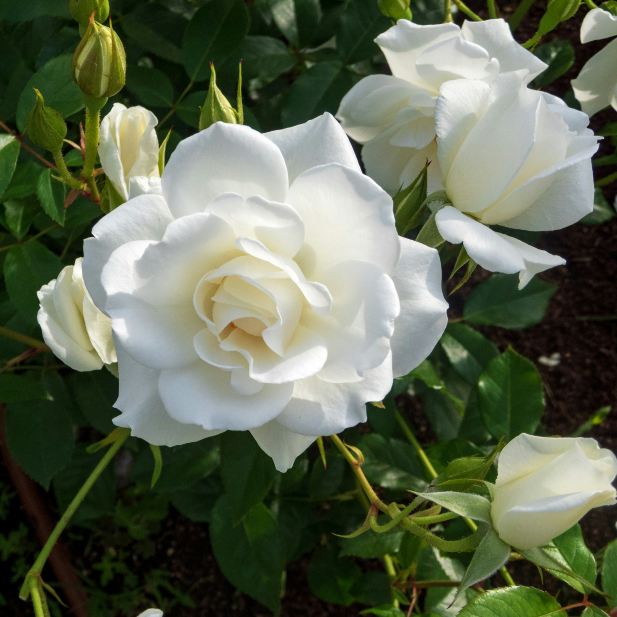 Palace Rose - 2 pcs. - Rosa palace ‘Kailani' - Height 80-100cm - ⌀19cm