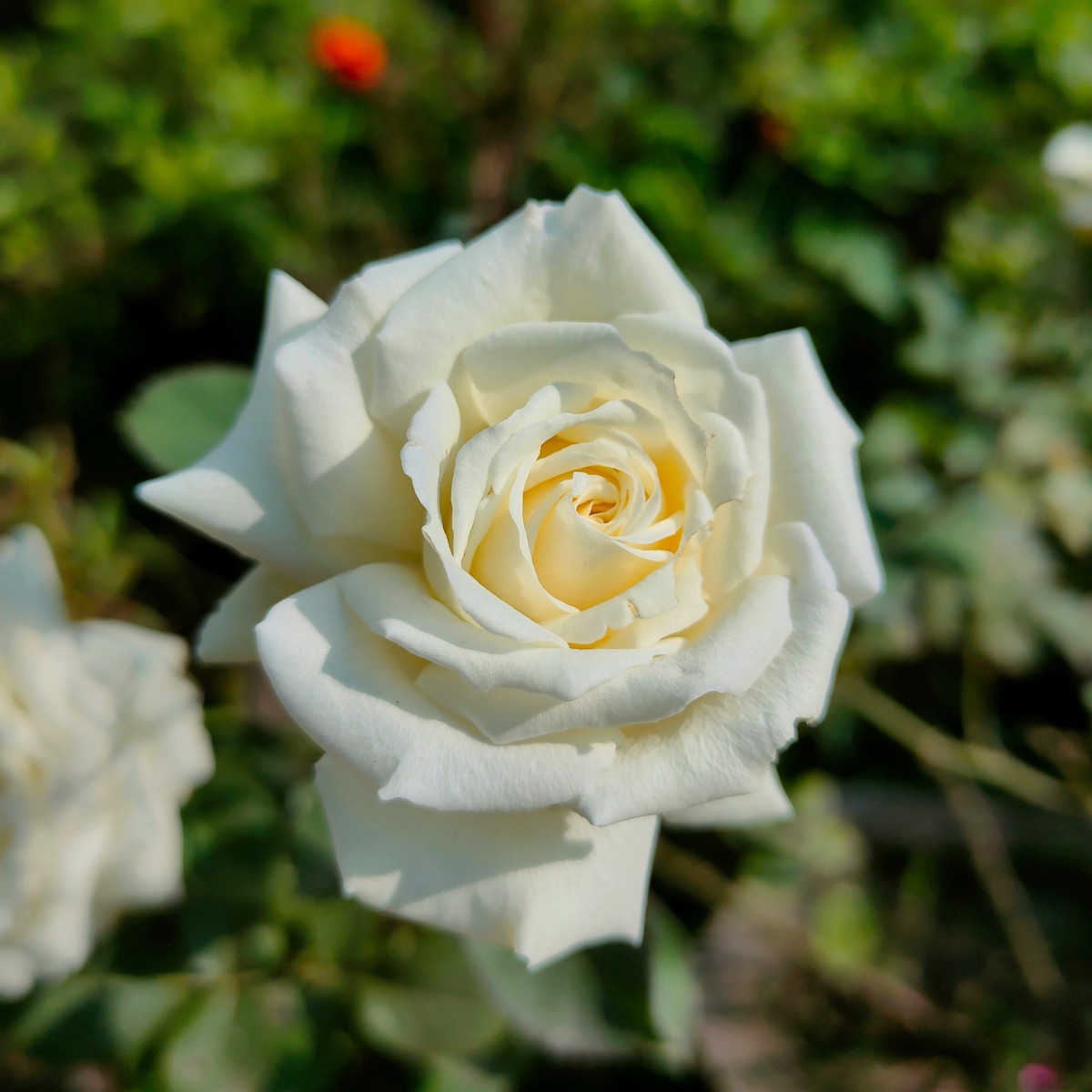 Palace Rose - 2 pcs. - Rosa palace ‘Kailani' - Height 80-100cm - ⌀19cm