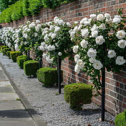 Palace Rose - 2 pcs. - Rosa palace ‘Kailani' - Height 80-100cm - ⌀19cm