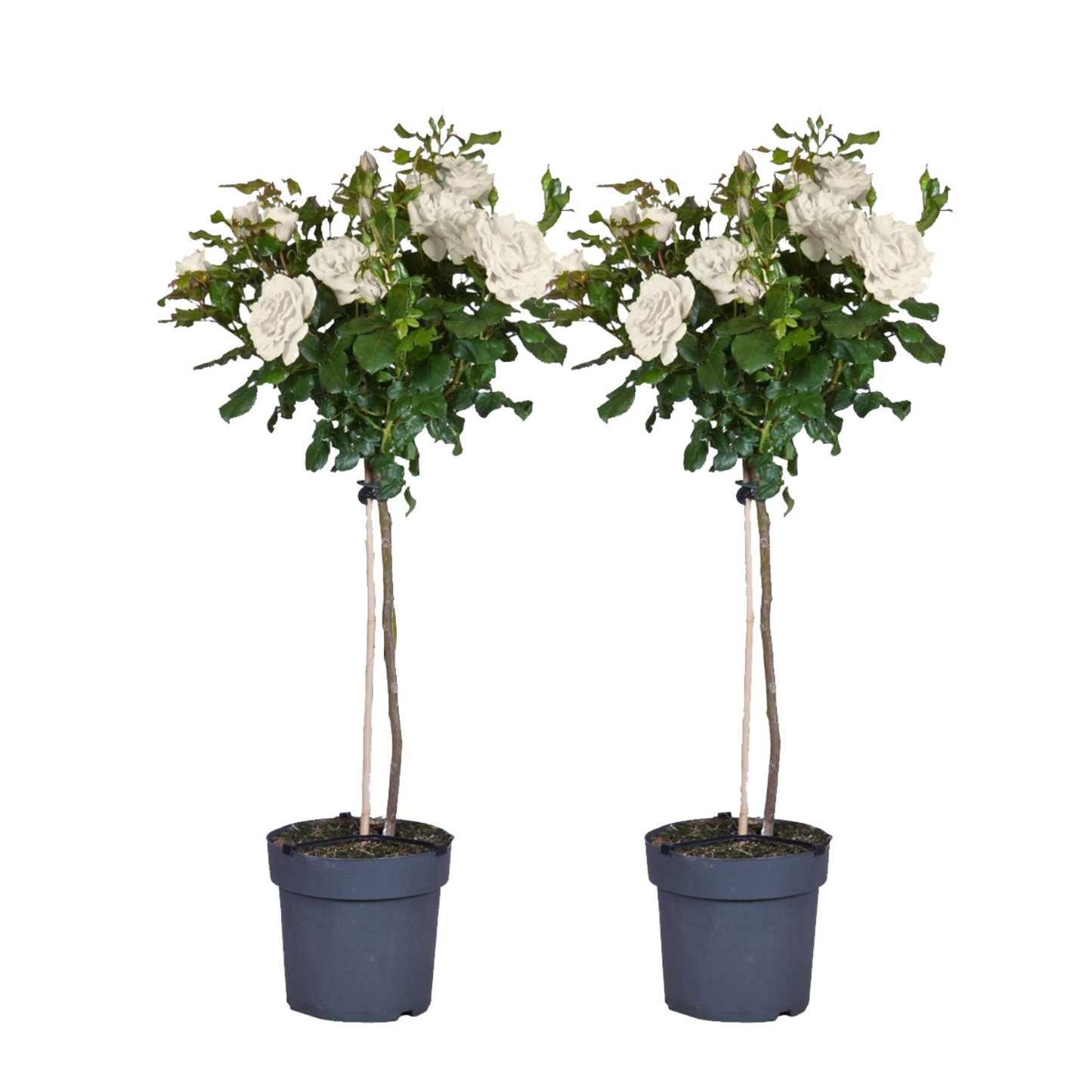 Palace Rose - 2 pcs. - Rosa palace ‘Kailani' - Height 80-100cm - ⌀19cm