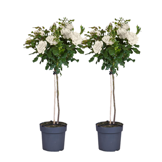 Palace Rose - 2 pcs. - Rosa palace ‘Kailani' - Height 80-100cm - ⌀19cm