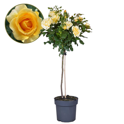 Palace Rose - Rosa palace ‘Mysore’ - Height 80-100cm - ⌀19cm