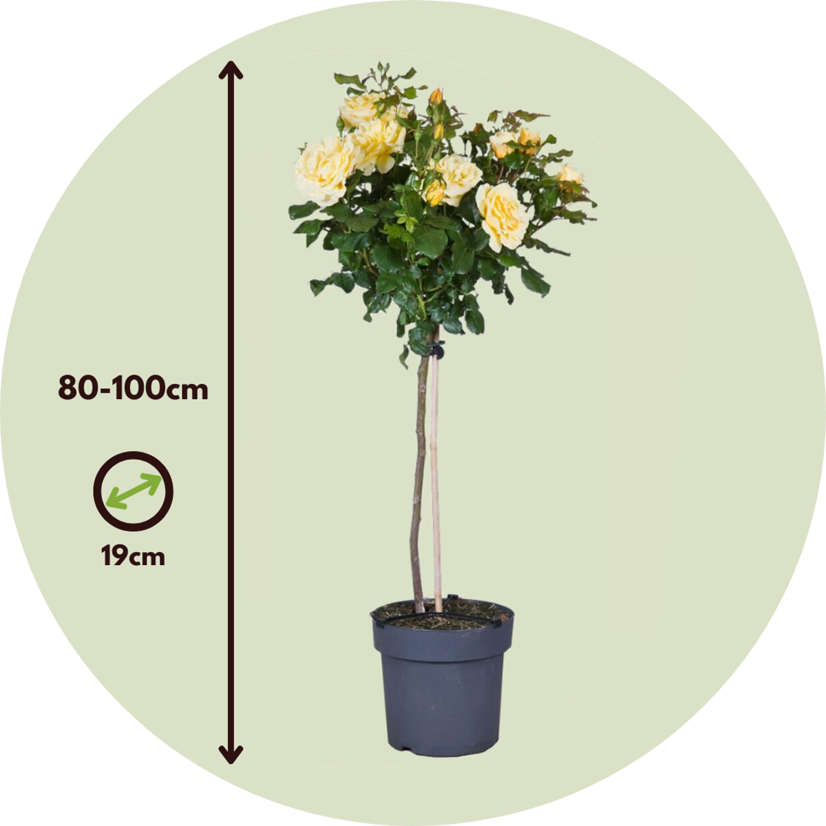 Palace Rose - Rosa palace ‘Mysore’ - Height 80-100cm - ⌀19cm