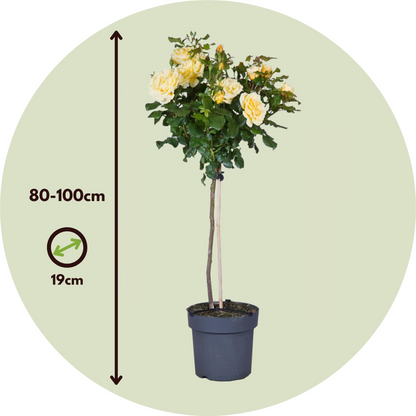 Palace Rose - Rosa palace ‘Mysore’ - Height 80-100cm - ⌀19cm