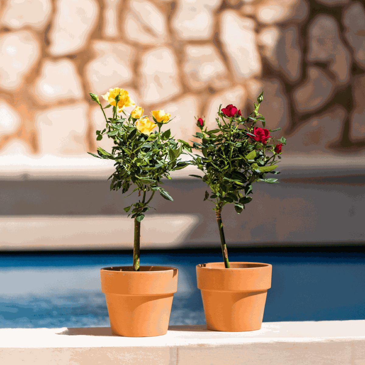 Palace Rose - 2 pcs. - Rosa palace ‘Mysore’ - Height 80-100cm - ⌀19cm