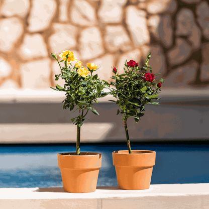 Palace Rose - 2 pcs. - Rosa palace ‘Mysore’ - Height 80-100cm - ⌀19cm