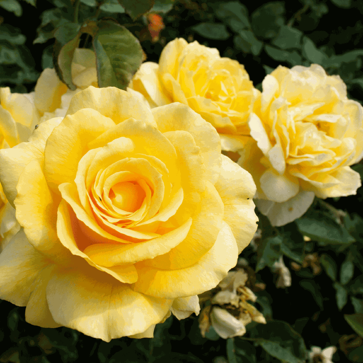 Palace Rose - 2 pcs. - Rosa palace ‘Mysore’ - Height 80-100cm - ⌀19cm