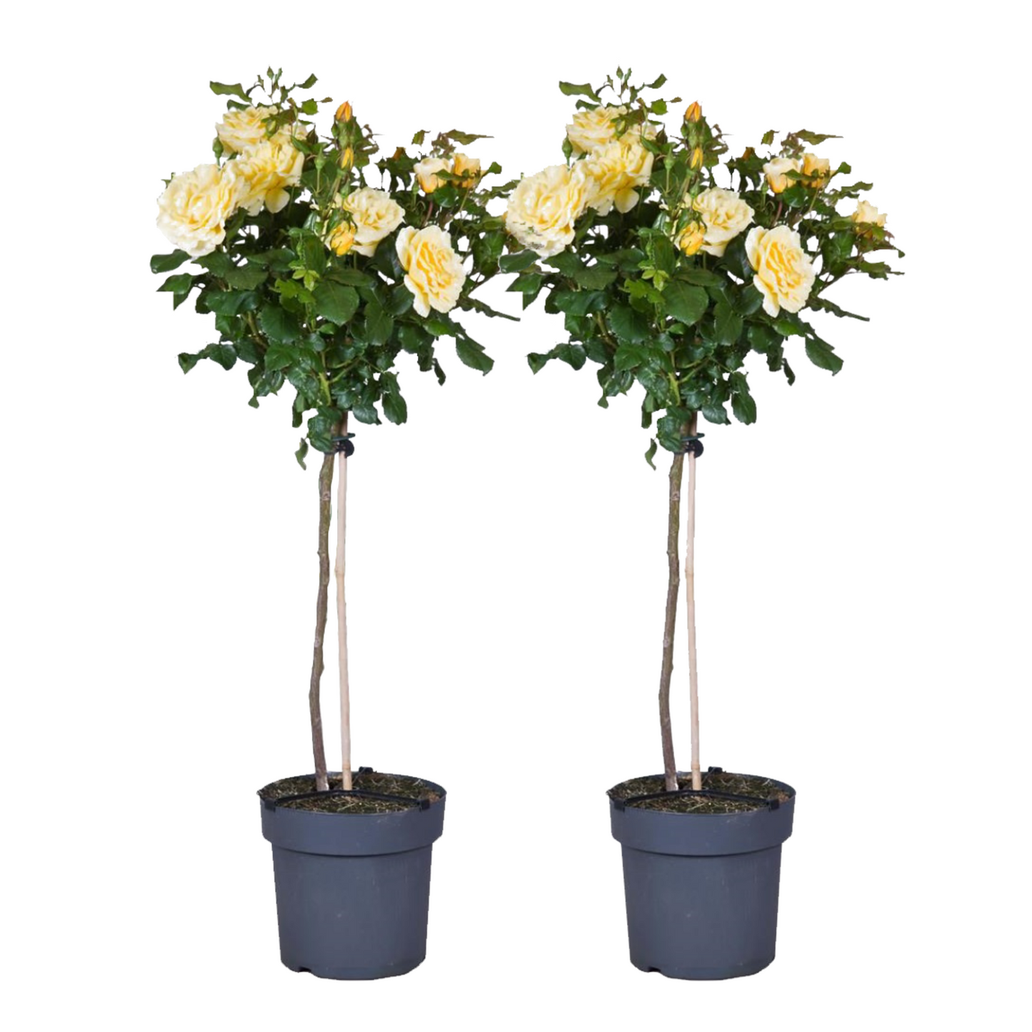 Palace Rose - 2 pcs. - Rosa palace ‘Mysore’ - Height 80-100cm - ⌀19cm