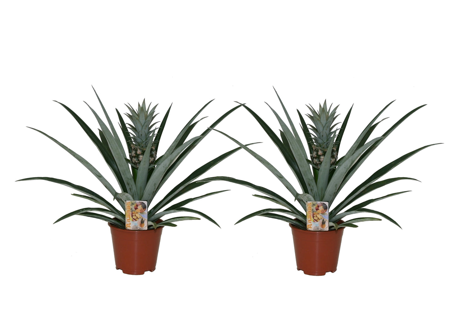 Pineapple - 2 pcs. - Ananas comosus - Height 45-55cm - ⌀14cm