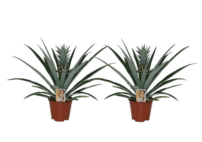 Pineapple - 2 pcs. - Ananas comosus - Height 45-55cm - ⌀14cm