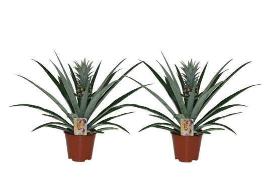 Pineapple - 2 pcs. - Ananas comosus - Height 45-55cm - ⌀14cm