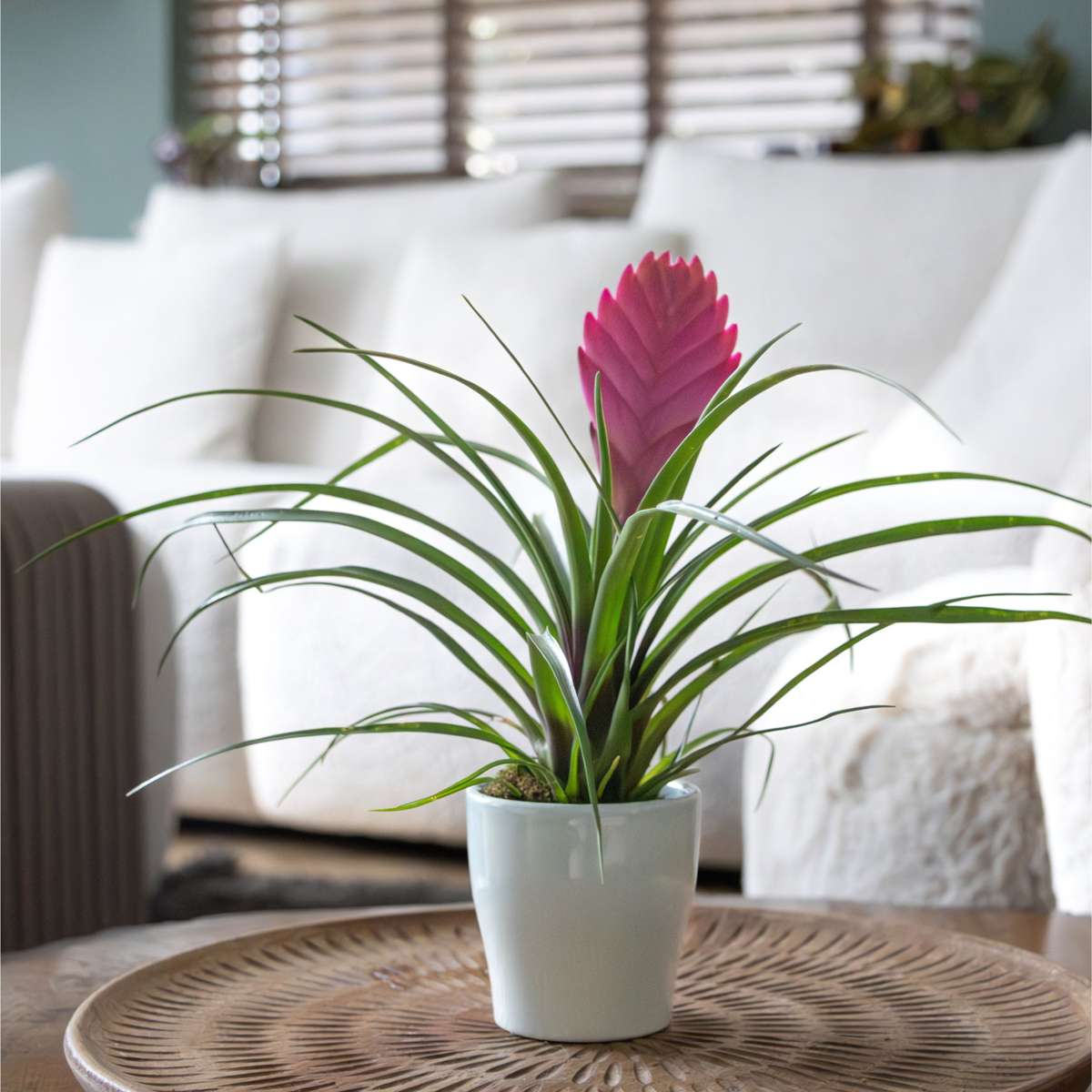 Tillandsia cyanea ‘Pastel’ - Set of 3 with pot - Height 20-30cm - ø7cm