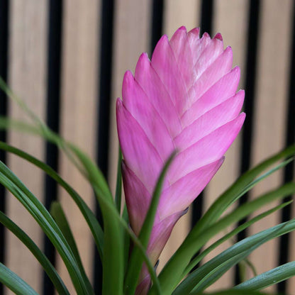 Tillandsia cyanea ‘Pastel’ - Set of 3 with pot - Height 20-30cm - ø7cm