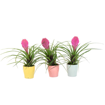 Tillandsia cyanea ‘Pastel’ - Set of 3 with pot - Height 20-30cm - ø7cm