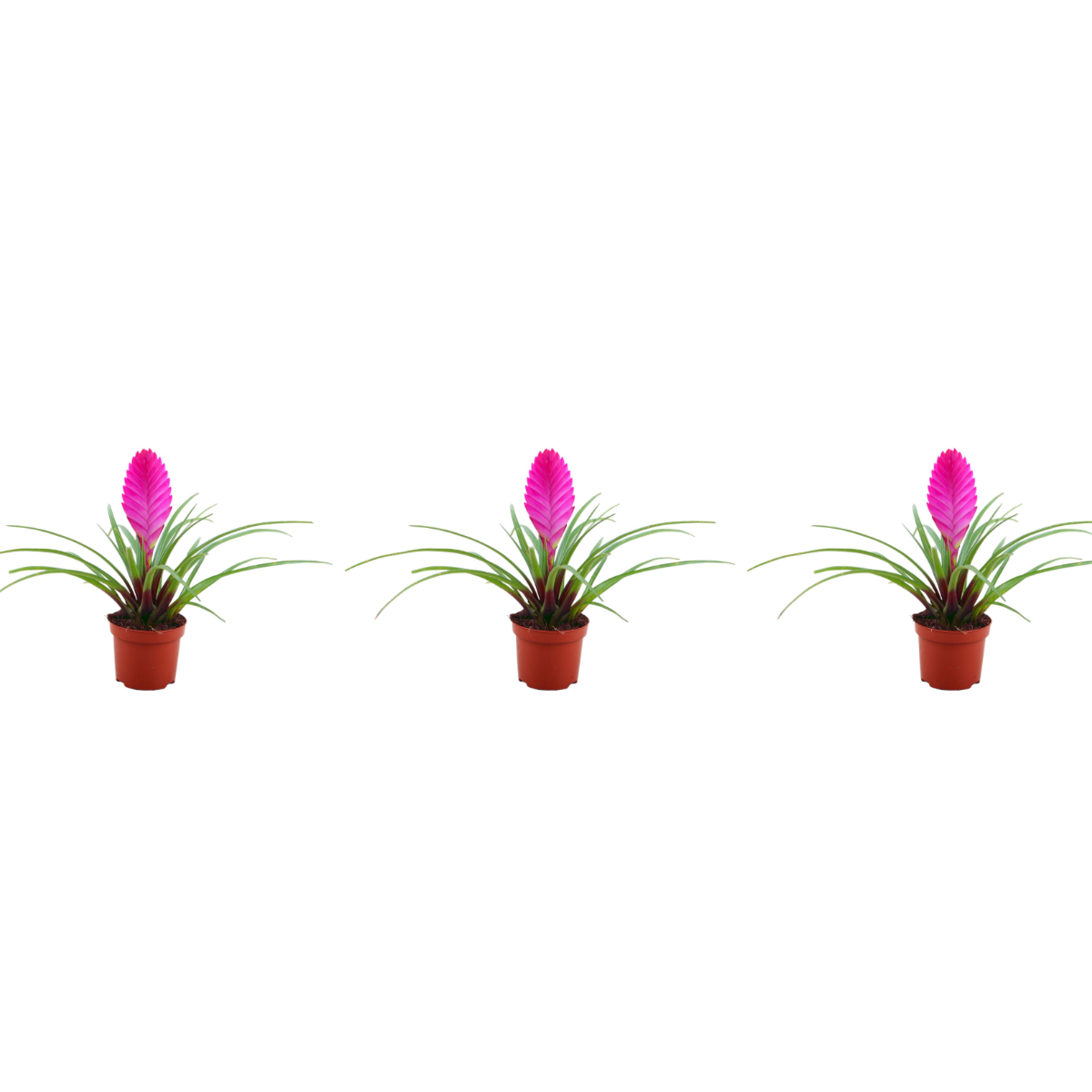 Tillandsia cyanea 'Pastel' – Set of 3 – Height 20–25 cm – ø9 cm