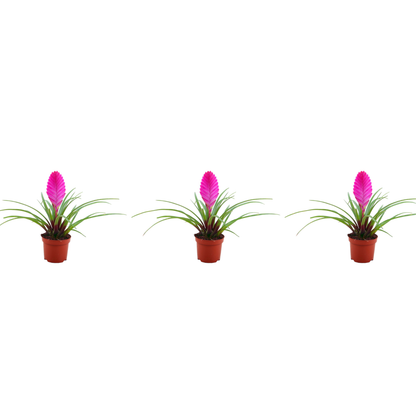 Tillandsia cyanea 'Pastel' – Set of 3 – Height 20–25 cm – ø9 cm