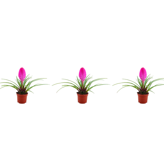 Tillandsia cyanea 'Pastel' – Set of 3 – Height 20–25 cm – ø9 cm