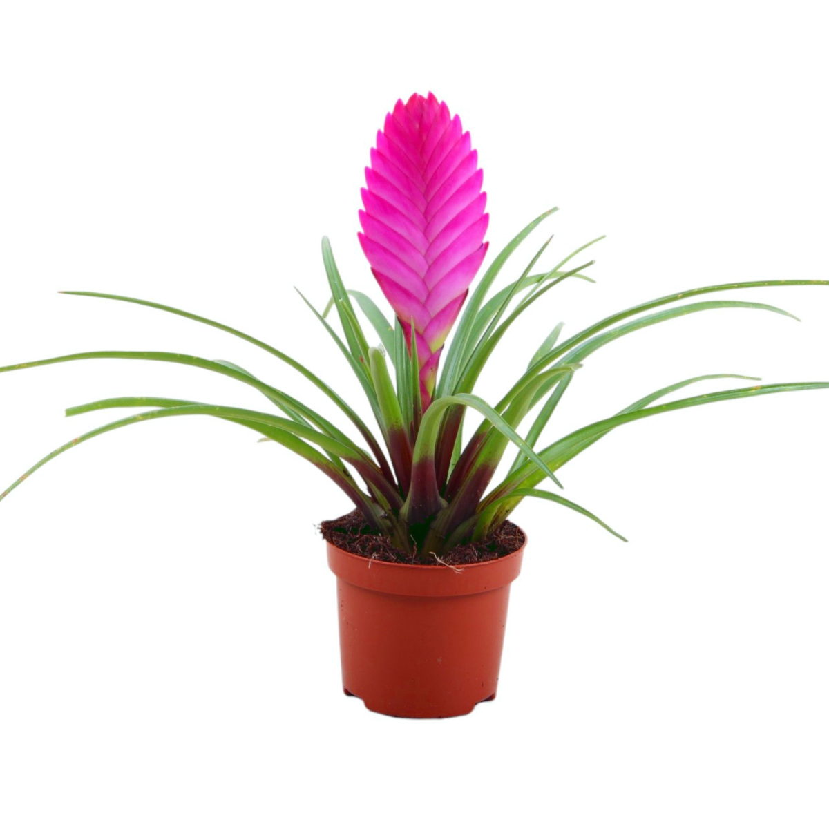 Tillandsia cyanea 'Pastel' – Set of 3 – Height 20–25 cm – ø9 cm