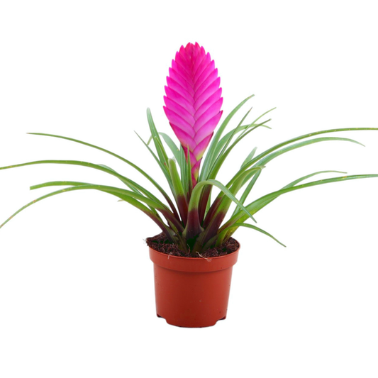 Tillandsia cyanea 'Pastel' – Set of 3 – Height 20–25 cm – ø9 cm