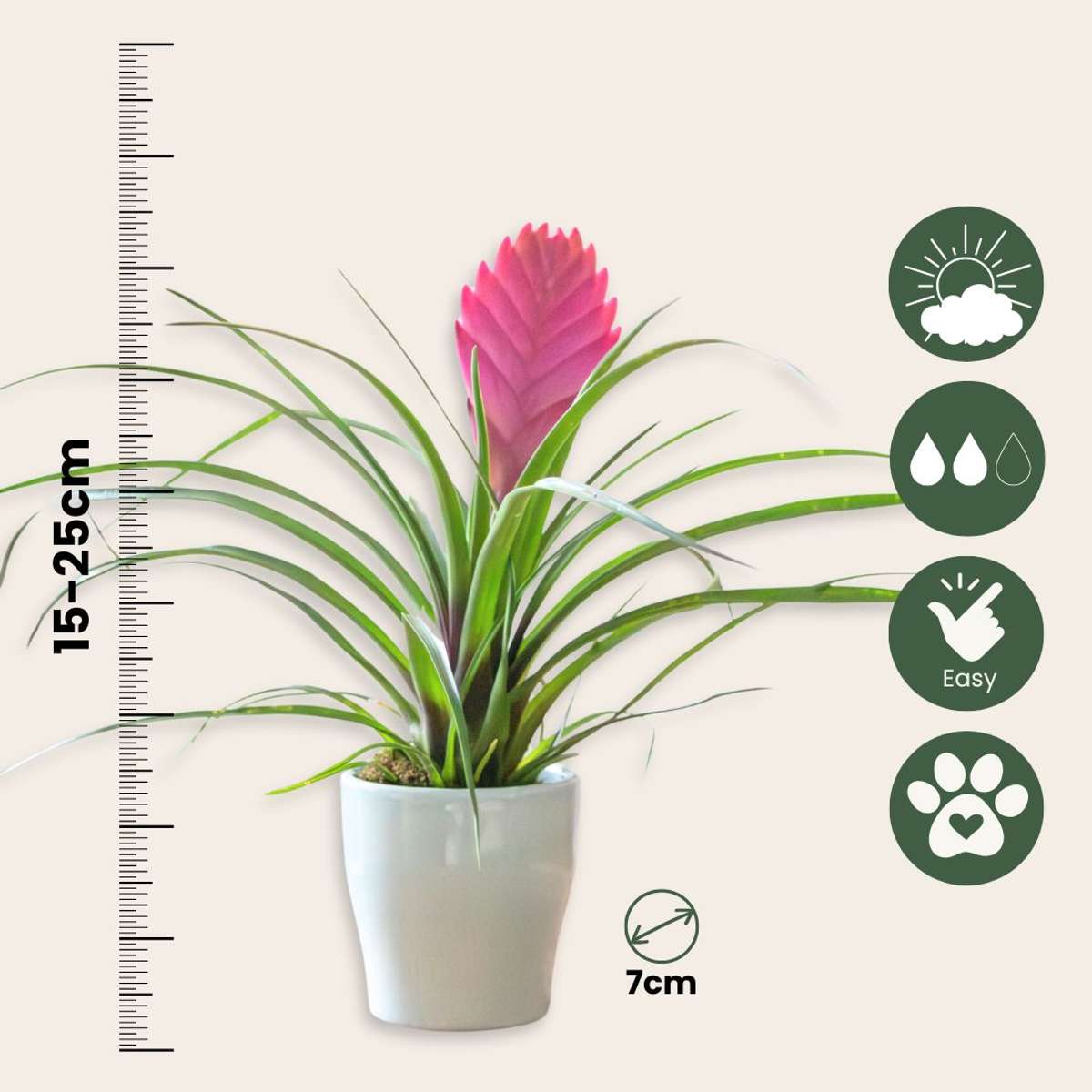 Tillandsia cyanea ‘Pastel’ - Set of 3 with pot - Height 20-30cm - ø7cm