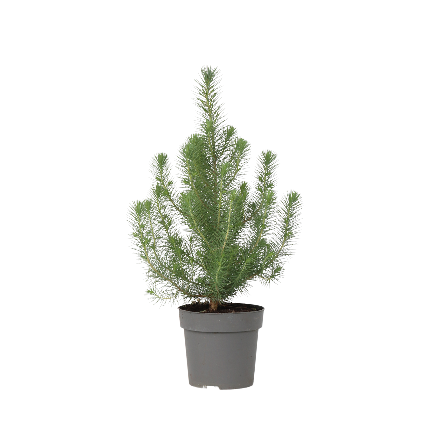 Stone pine - Pinus Pinea 'Silver Crest' - Height 45-55cm - ⌀17cm