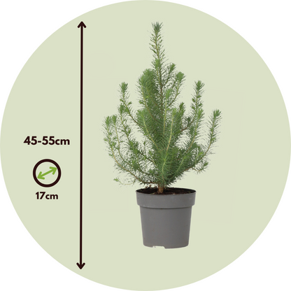 Stone pine - Pinus Pinea 'Silver Crest' - Height 45-55cm - ⌀17cm