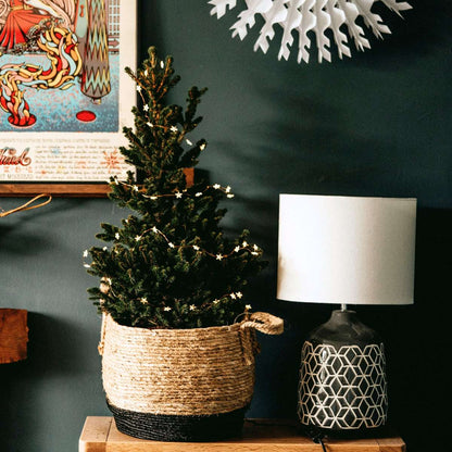 Dwarf Alberta Spruce - Picea glauca conica 'December' - Height 55cm - ⌀21cm