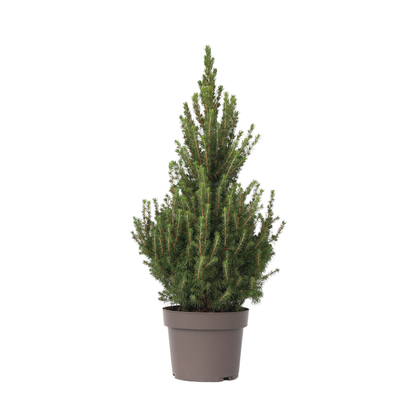 Dwarf Alberta Spruce - Picea glauca conica 'December' - Height 75cm - ⌀21cm