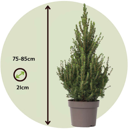 Dwarf Alberta Spruce - Picea glauca conica 'December' - Height 75cm - ⌀21cm