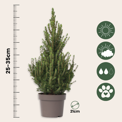 Dwarf Alberta Spruce - Picea glauca conica 'December' - Height 55cm - ⌀21cm