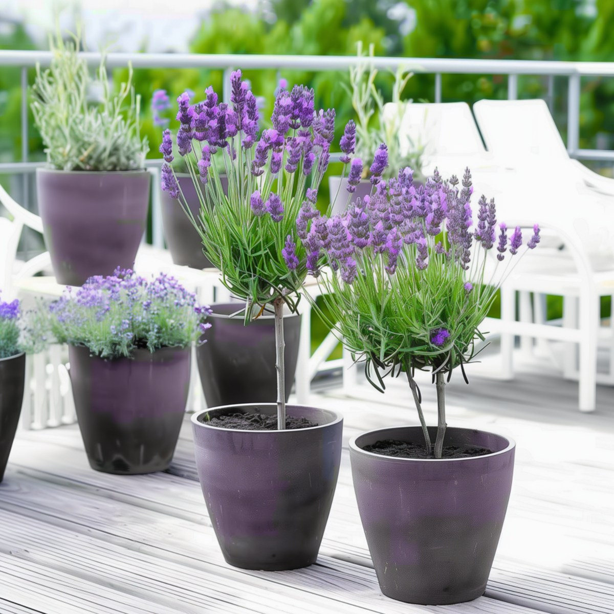 Lavender - Lavandula stoechas 'Anouk' - Height 30-40cm - ⌀12cm