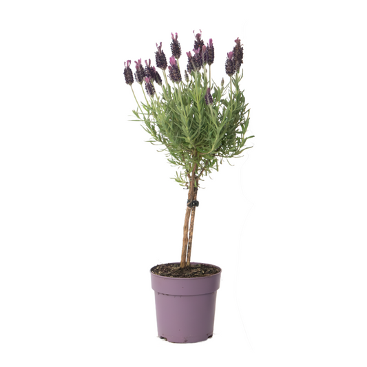 Lavender - Lavandula stoechas 'Anouk' - Height 30-40cm - ⌀12cm