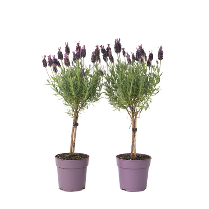 Lavender - 2 pcs. - Lavandula stoechas 'Anouk' - Height 30-40cm - ⌀12cm