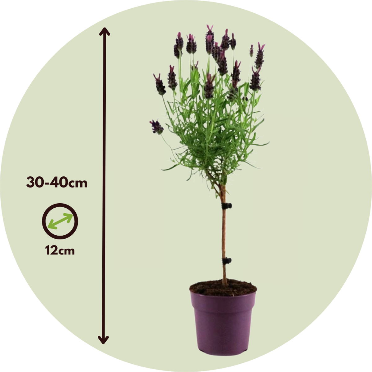 Lavender - 2 pcs. - Lavandula stoechas 'Anouk' - Height 30-40cm - ⌀12cm