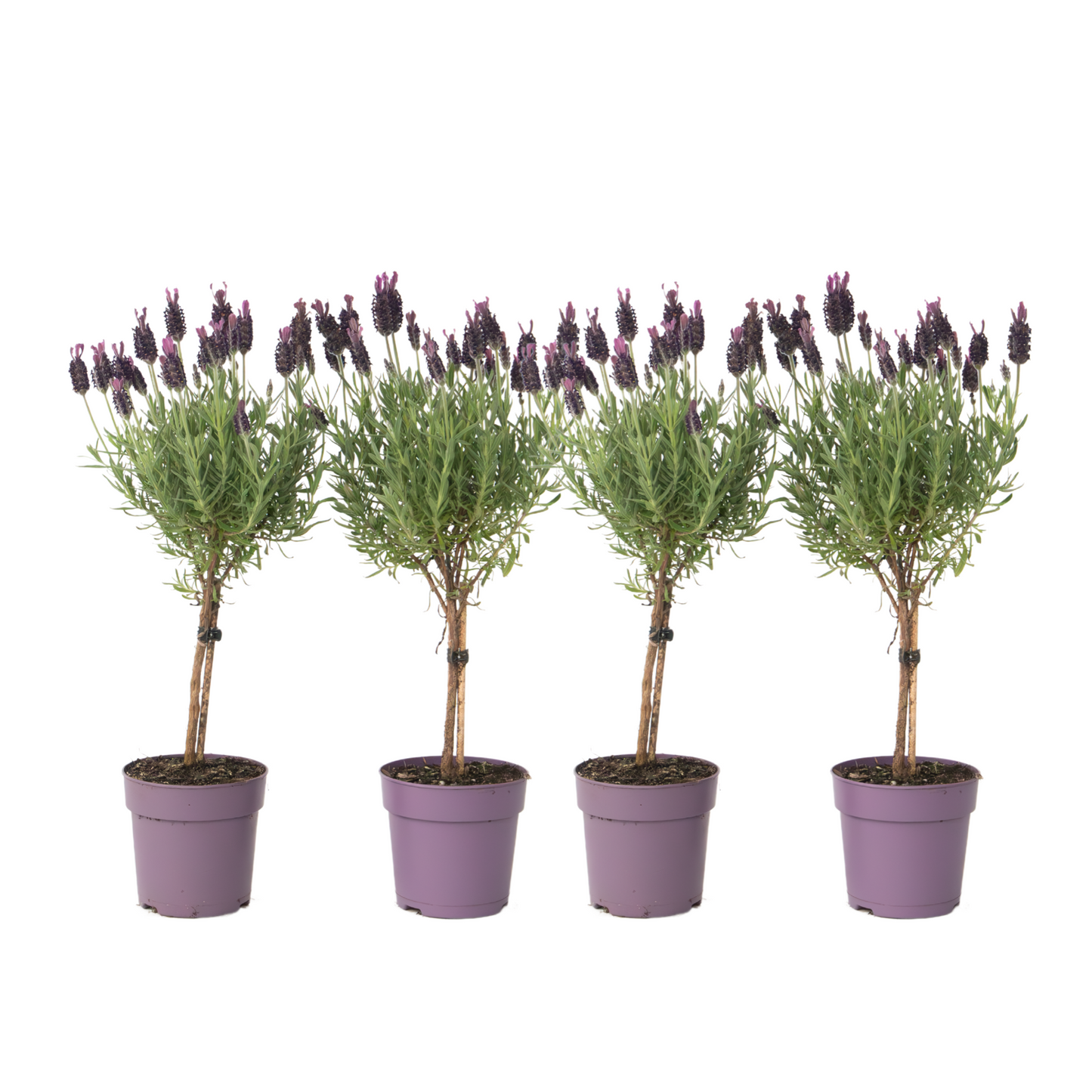 Lavender - 4 pcs. - Lavandula stoechas 'Anouk' - Height 30-40cm - ⌀12cm