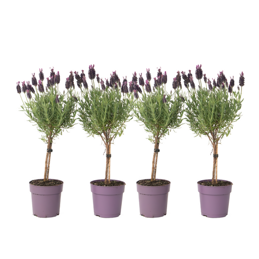 Lavender - 4 pcs. - Lavandula stoechas 'Anouk' - Height 30-40cm - ⌀12cm