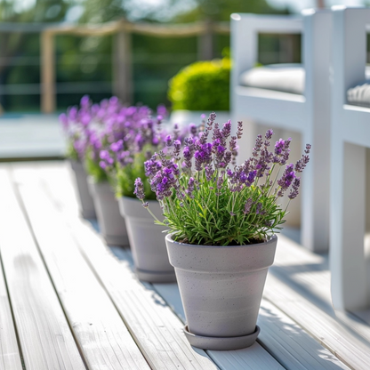 Lavender bush - Lavandula stoechas 'Anouk' - Height 25-35cm - ⌀15cm