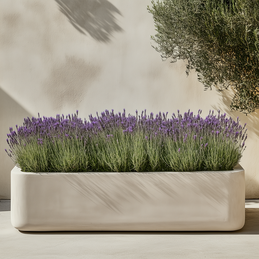 Lavender bush - 2 pcs. - Lavandula stoechas 'Anouk' - Height 25-35cm - ⌀15cm
