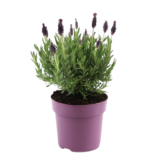 Lavender bush - Lavandula stoechas 'Anouk' - Height 25-35cm - ⌀15cm