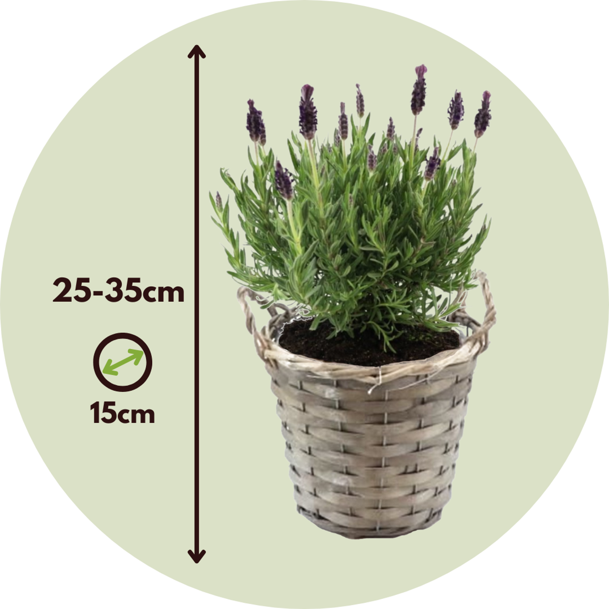 Lavender bush - Lavandula stoechas 'Anouk' - Height 25-35cm - ⌀15cm