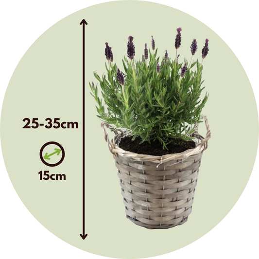 Lavender bush - Lavandula stoechas 'Anouk' - Height 25-35cm - ⌀15cm
