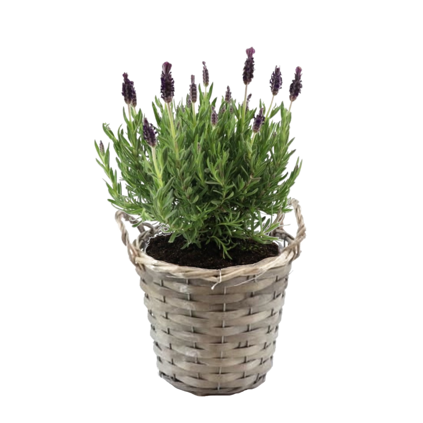 Lavender bush - Lavandula stoechas 'Anouk' - Height 25-35cm - ⌀15cm